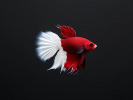 Minimalist depiction of an aggressive betta fish on a pitch black background. photo