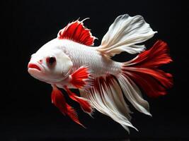 Minimalist depiction of an aggressive betta fish on a pitch black background. photo