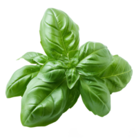 basil leaves isolated on transparent background png