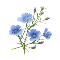 Flax flowers isolated on transparent background With clipping path. cut out. 3d render png