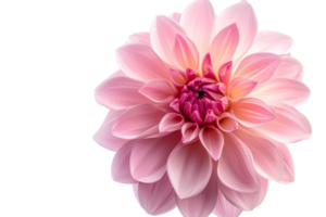 blooming beautiful pink flower isolated on transparent background With clipping path.3d rendering png