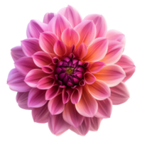Beauty dahlia isolated on transparent background 3d rendering png