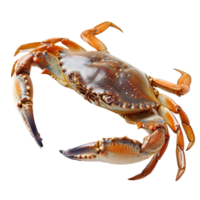crab isolated on transparent background With clipping path.3d render png