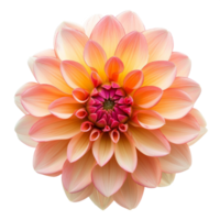 Beauty dahlia isolated on transparent background 3d rendering png