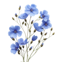 Flax flowers isolated on transparent background With clipping path. cut out. 3d render png