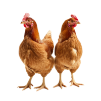 Brown hens isolated on transparent background With clipping path., Laying hens farmers concept. 3d render png