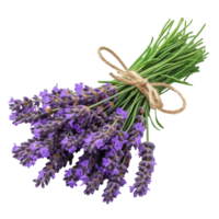 Bunch of Lavender isolated on transparent background With clipping path.3d render png