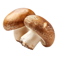 Brown cap champignons or agaricus mushrooms isolated on transparent background With clipping path. 3d render png
