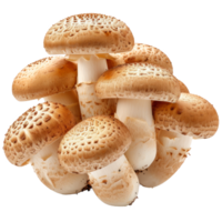 Brown cap champignons or agaricus mushrooms isolated on transparent background With clipping path. 3d render png