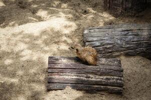 A little meerkat cub sits on a wood in sand pile photo