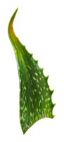 Close-up view of a single aloe vera leaf png