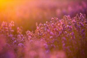 Flowers in the lavender fields in the Provence mountains. Panoramic landscape with blooming lavender. Violet background. photo