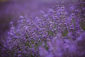 Flowers in the lavender fields in the Provence mountains. Panoramic landscape with blooming lavender. Violet background. photo