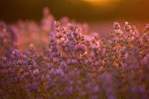 Flowers in the lavender fields in the Provence mountains. Panoramic landscape with blooming lavender. Violet background. photo