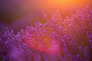 Flowers in the lavender fields in the Provence mountains. Panoramic landscape with blooming lavender. Violet background. photo