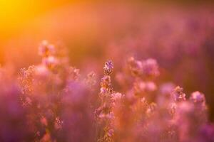 Flowers in the lavender fields in the Provence mountains. Panoramic landscape with blooming lavender. Violet background. photo