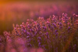Flowers in the lavender fields in the Provence mountains. Panoramic landscape with blooming lavender. Violet background. photo