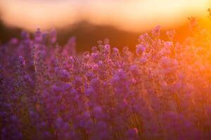 Flowers in the lavender fields in the Provence mountains. Panoramic landscape with blooming lavender. Violet background. photo