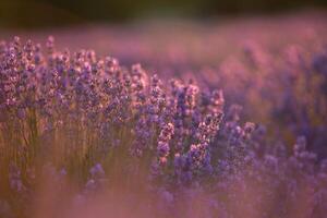 Flowers in the lavender fields in the Provence mountains. Panoramic landscape with blooming lavender. Violet background. photo