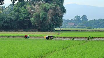 The activities of farmers in the fields in the morning photo
