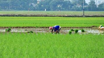 The activities of farmers in the fields in the morning photo
