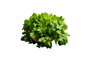 Coriander isolated on transparent background. png