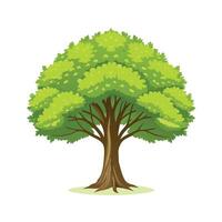 Beautiful Single Big Tree Illustration vector