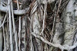 Full frame shot of natural strong and old tree trunk bark with roots texture isolated on horizontal ratio background photography. photo