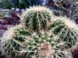 Beautiful golden barrel ball cactus with sharp thorns. Close up natural cactus succulent botanical objects texture photography isolated on outdoor environment background. photo