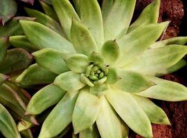 Green colored echeveria cactus succulent type plants isolated on horizontal ratio ground soil background photography from above top view angle. photo