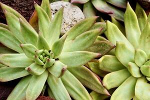 Green colored echeveria cactus succulent type plants isolated on horizontal ratio ground soil background photography. photo