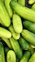 Fresh raw green cucumbers on store shelf isolated on full frame vertical ratio background. Healthy food object photography. photo