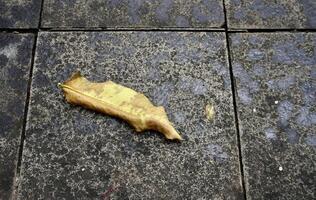 Dry yellow leaf on outdoor park stone ground pavement surface isolated on horizontal ratio background. photo