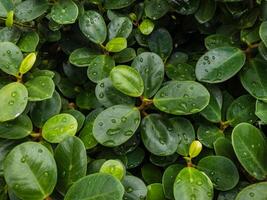 Wet green leaf bush background with raindrops,The beauty of the leaves is that they have lobes that are naturally wet. photo