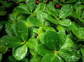 Wet green leaf bush background with raindrops,The beauty of the leaves is that they have lobes that are naturally wet. photo