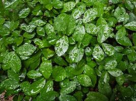 Wet green leaf bush background with raindrops,The beauty of the leaves is that they have lobes that are naturally wet. photo