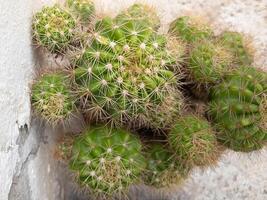 Small cactus with a spherical appearance like a barrel and has white, hard, pointed needles. Tangthong is a plant in the cactus group. Native to Mexico, it is a very popular type of cactus. photo