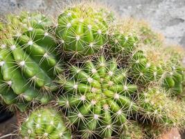 Small cactus with a spherical appearance like a barrel and has white, hard, pointed needles. Tangthong is a plant in the cactus group. Native to Mexico, it is a very popular type of cactus. photo
