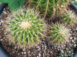 Small cactus with a spherical appearance like a barrel and has white, hard, pointed needles. Tangthong is a plant in the cactus group. Native to Mexico, it is a very popular type of cactus. photo