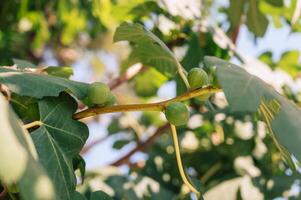 Figs on the branch of a fig tree photo
