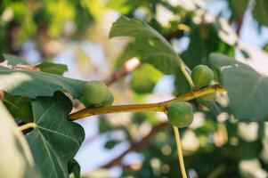 Figs on the branch of a fig tree photo