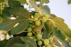 Figs on the branch of a fig tree photo