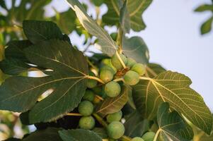 Figs on the branch of a fig tree photo
