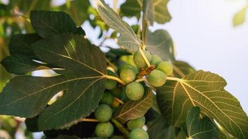 Figs on the branch of a fig tree photo