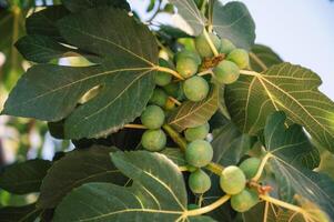Figs on the branch of a fig tree photo