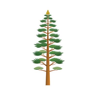 Beautiful Single Big Tree Illustration