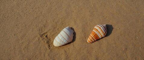 Flat lay composition with seashell on sand colored background Summer, vacation concept top view. photo