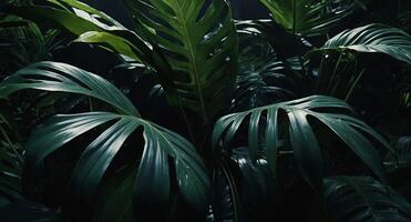 Abstract dark leaves for tropical leaf background. photo