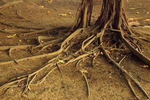 Roots spreading from a large tree in a park in Brebes photo