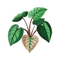 Beautiful Flowerpot Houseplant Illustration vector